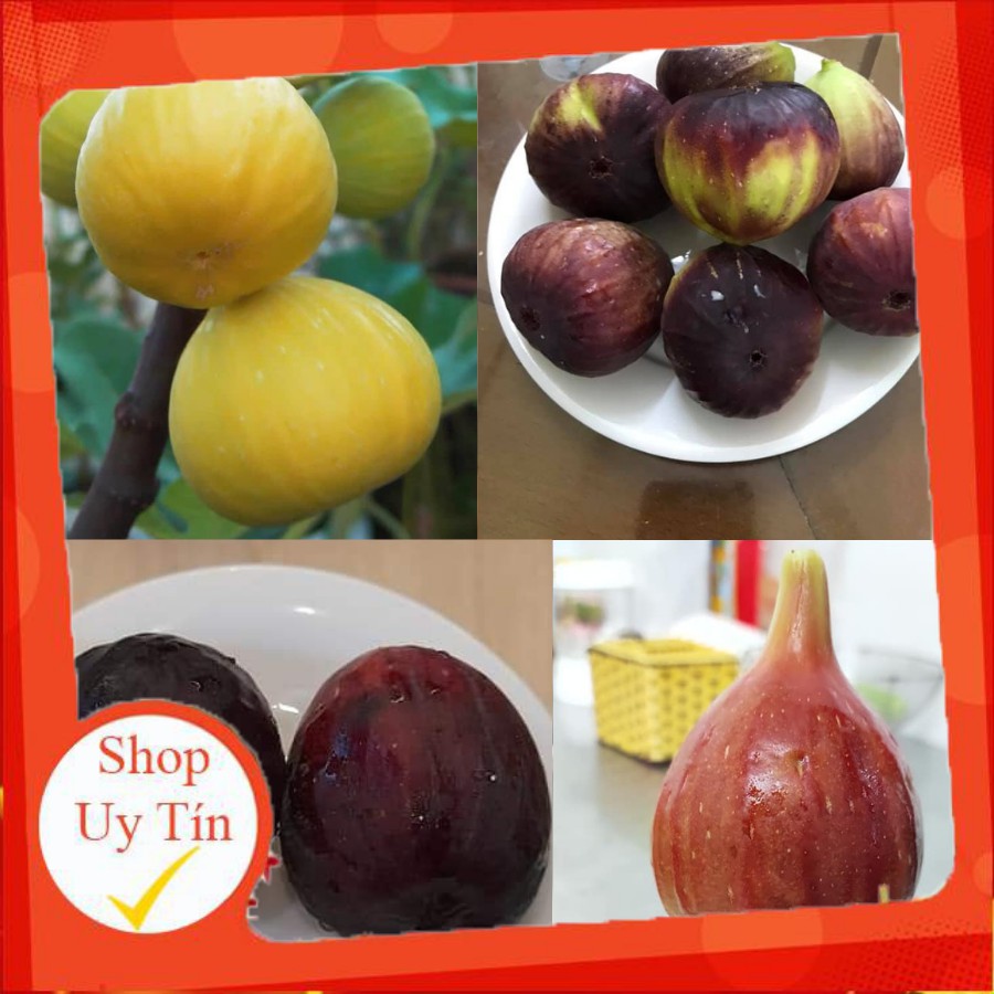 có thể trồng chậu