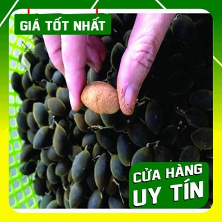 Trái xay nhung chín cây tự nhiên - Đồ ăn vặt - Đặc sản Tây Nguyên