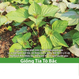 Hạt giống tía tô bắc 2gr