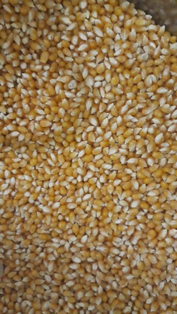 Ngô Mỹ hình Nấm 1kg | BigBuy360 - bigbuy360.vn