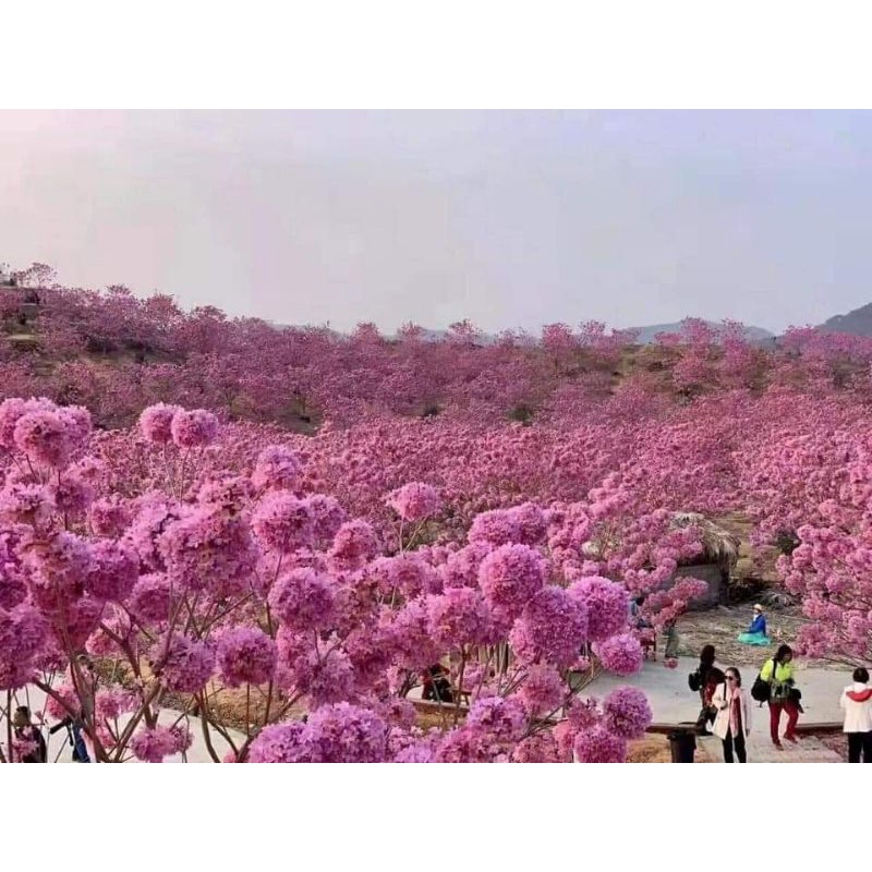 Phong linh giống tím