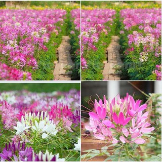 30 Hạt giống hoa Hồng Ri (Túy Điệp) Mix (Cleome) nhiều màu