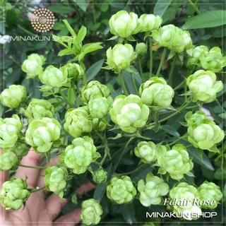 Hoa hồng ngoại Eclair Green trứng mini siêu bông - MinaKun Shop