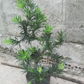 Tùng la hán bonsai 60-70cm
