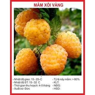 Hạt giống Quả Mâm Xôi Vàng 30 Hạt hạt giống bốn mùa