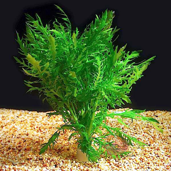 Combo 7 loại cây thủy sinh đẹp cho bể cá