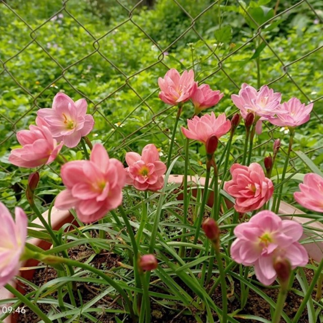 Huệ mưa kép ngoại Peony Pink