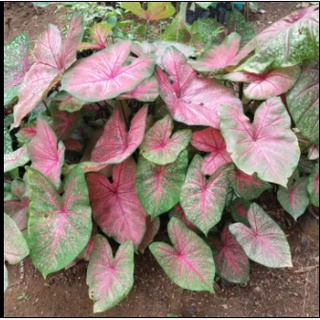 Cây kiểng lá môn Caladium Fannie Munson