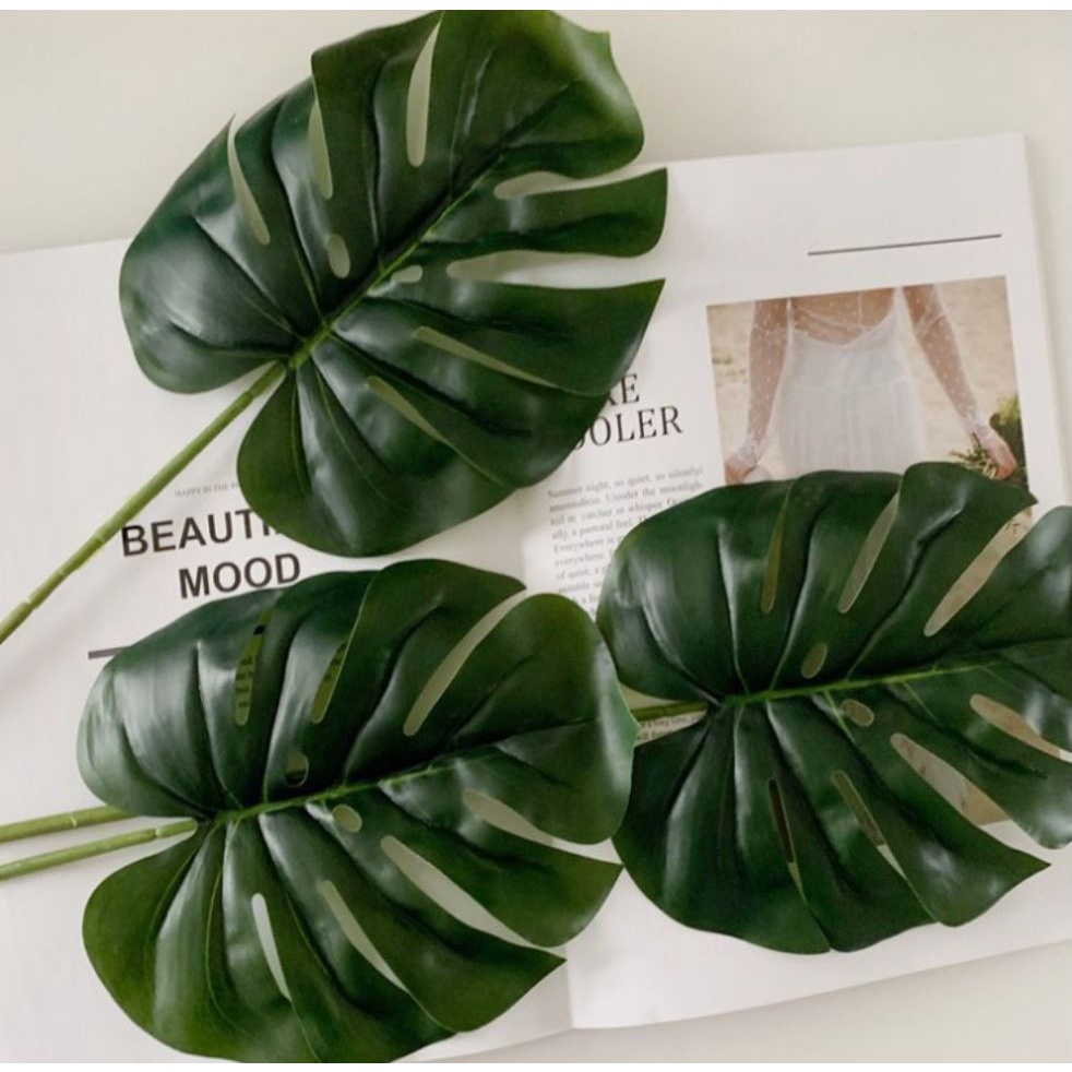 Cành lá rùa - Trầu bà lá xẻ nam mỹ monstera