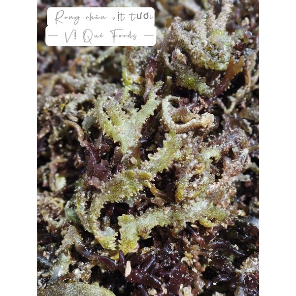 Rong Chân Vịt Đảo Lý Sơn Rong Tự Nhiên - 100gr
