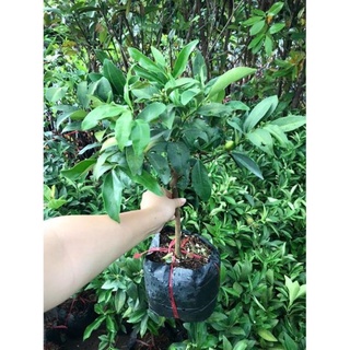 Cây giống quất ngọt sắp ra quả