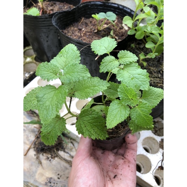 [ GIA VỊ HƯƠNG LIỆU ] 1 CHIẾC BẠC HÀ CHANH SẢ ( LEMON BALM )