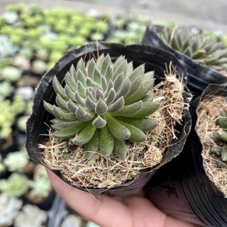 Sen đá nhím đen. sedum đen