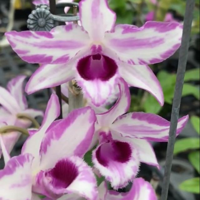 DÃ HẠC CHỚP MỸ HÀNG GIỐNG