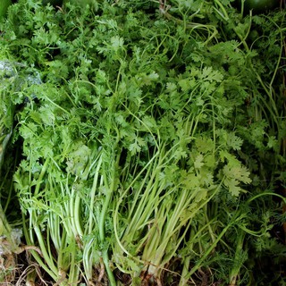 HẠT GIỐNG NGÒ RÍ 10GR