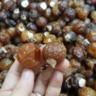 bồ hòn loại 1