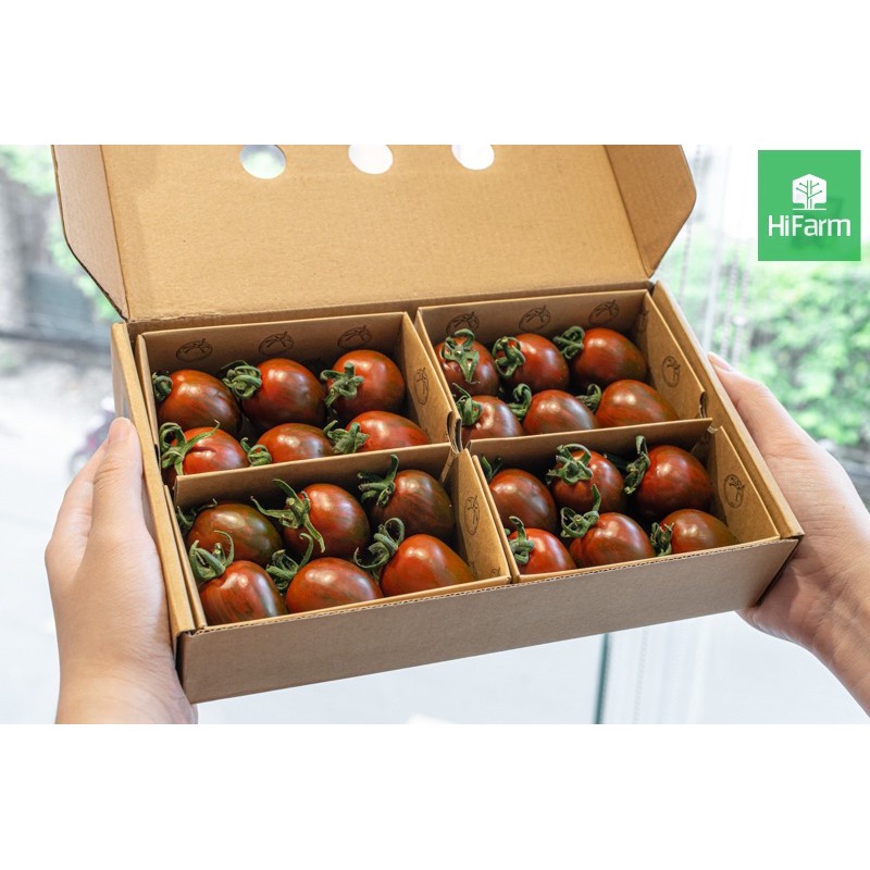 Hạt Giống Cà Chua Bi Socola | SL: 5 HẠT