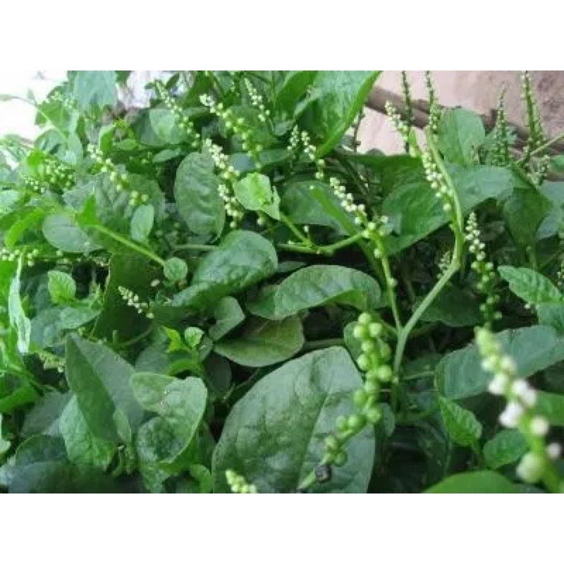 Hạt giống mồng tơi cao sản 20gr, giống cây trồng nông nghiệp 1, năng suất, dễ trồng N.102
