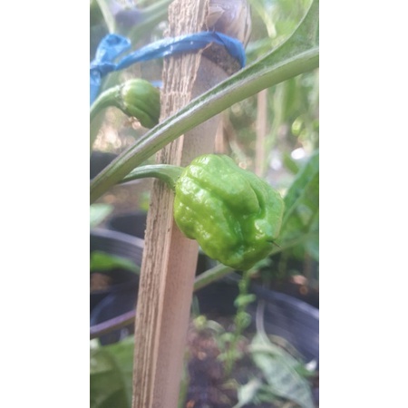 10 HẠT GIỐNG ỚT HABANERO RED1
