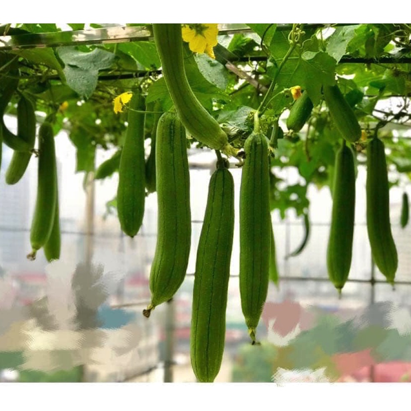 Hạt giống mướp hương Thái - tỷ lệ nảy mầm 85%
