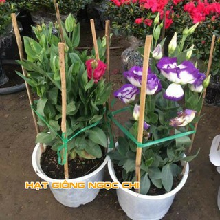 Hạt Giống Hoa Cát Tường - 5 Hạt