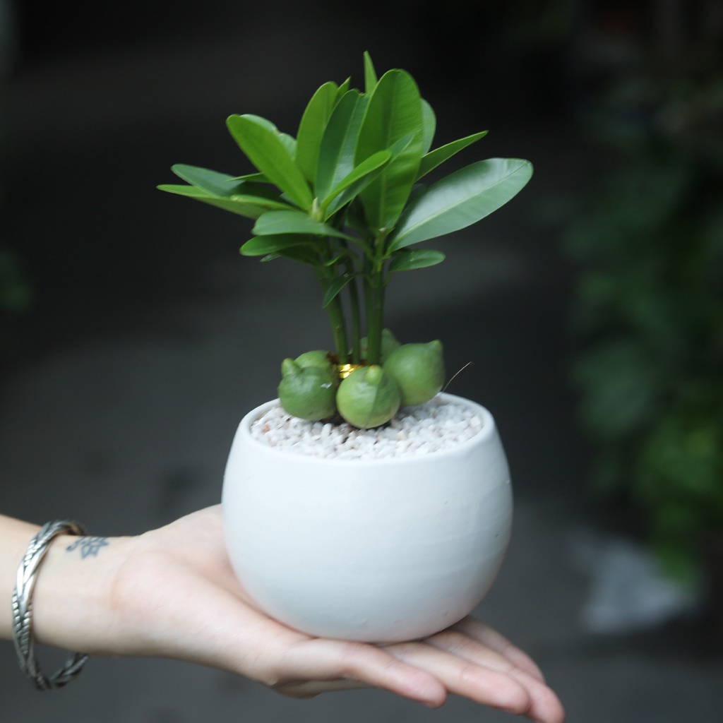 Chậu mini dáng tròn gốm tráng men trồng sen đá, xương rồng