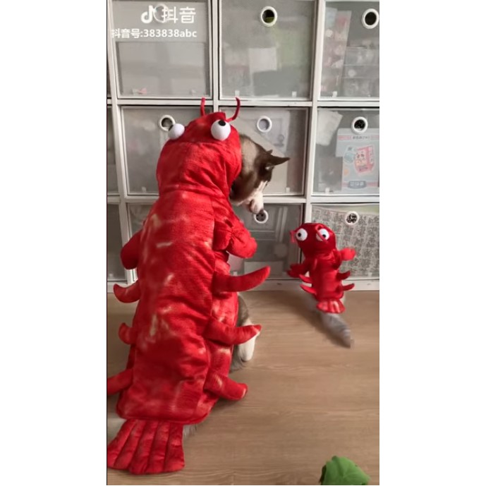 Áo con tôm cho chó lớn (12 - 22kg)