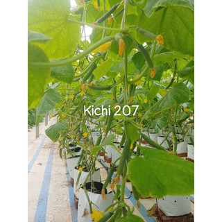 dưa chuột chùm kichi 207