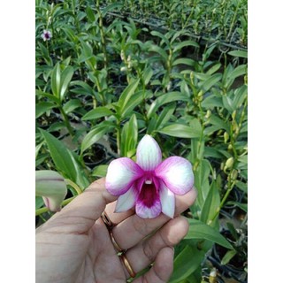 Cây giống dendro màu mix màu