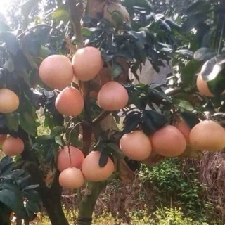 Bưởi đỏ phúc kiến
