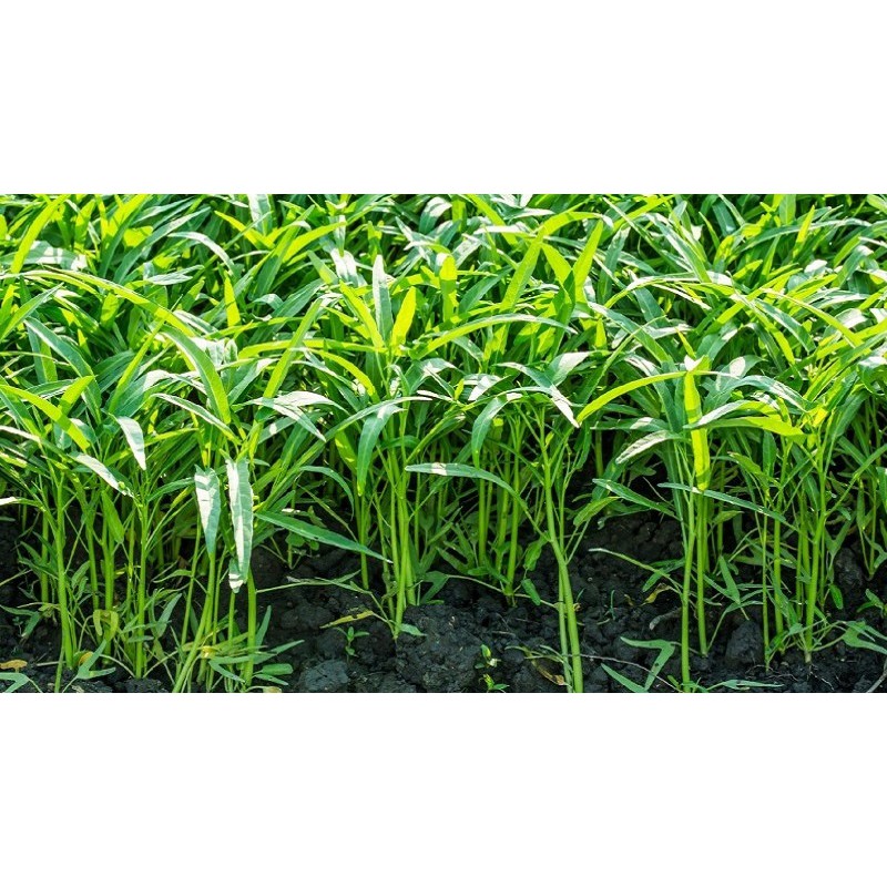 Hạt Giống Rau Muống Lá Tre