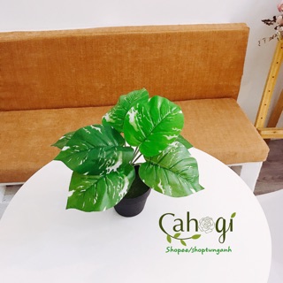 Cây Giả - Cây Trầu Bà Đốm