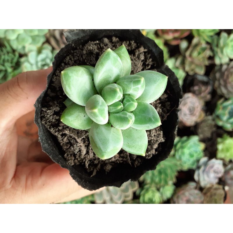 Sen đá kim cương trắng vằn phấn rõ, lá mập🐷
