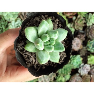 Sen đá kim cương trắng vằn phấn rõ, lá mập🐷