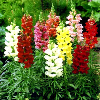 Hạt giống hoa mõm sói MIX Màu - gói 100 hạt