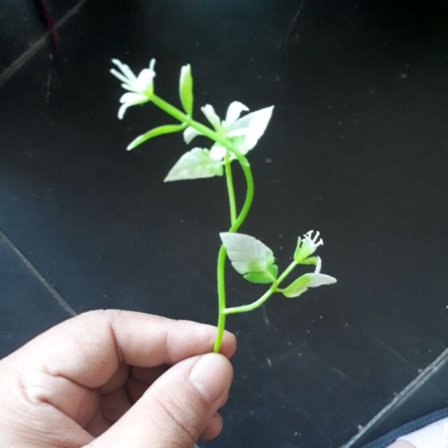 100 gram cỏ điểm