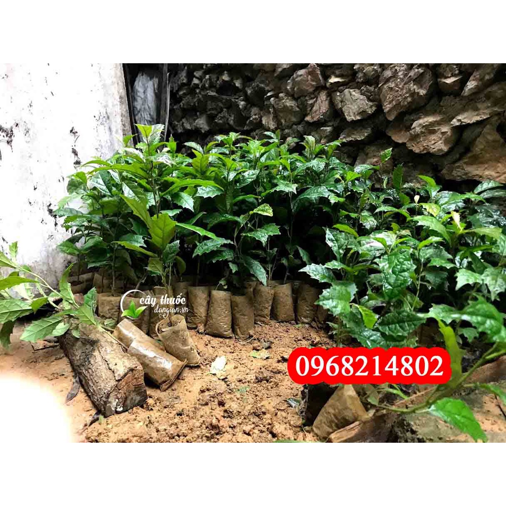 Cây Giống Xạ Đen Hoà Bình F1