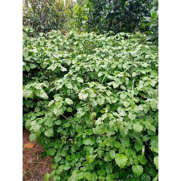 Lá hoắc hương dùng để đun nước gội đầu.hàng đẹp.sạch