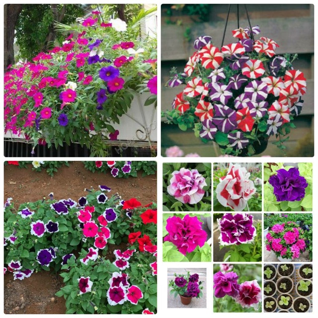 Hạt giống hoa dạ yến thảo mix màu