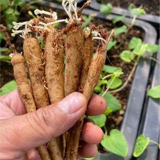 cây giống hồng đẳng sâm combo 20 cây