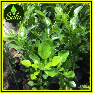 2 Cây chúc giống vùng Bảy núi An Giang, trồng lấy lá, quả dùng trong thực phẩm, vỏ quả chiết xuất tinh dầu