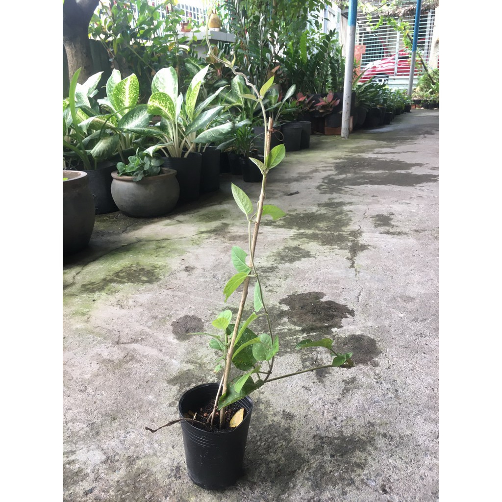 Cây giống lá mơ tím có lông - lá thúi địt