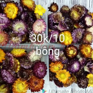 Hoa bất tử khô