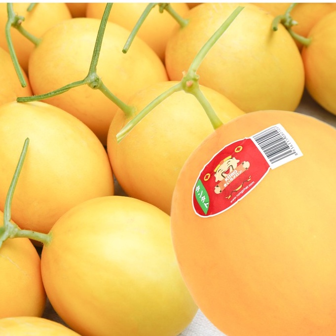 Hạt Giống Dưa Lê Thần Tài KIIRO - Giống Nhật Bản F1