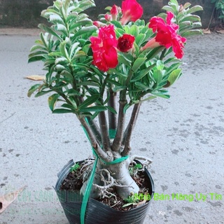 Cây sứ thái