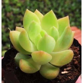 Combo 03 Sen đá Đá vàng- Hàng thuần, siêu dễ trồng, LỖI 1 ĐỔI 1