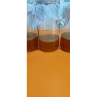 NẤM SCOBY/KOMBUCHA/THỦY SÂM