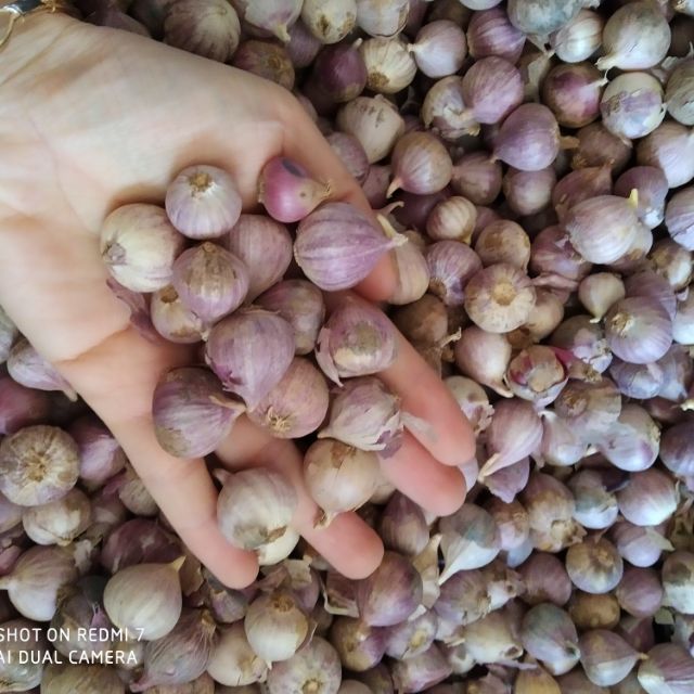 1kg tỏi cô đơn
