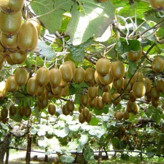 Hạt giống cây ăn trái kiwi 30 hạt (TẶNG gói kích thích hỗ trợ hạt nảy mầm)