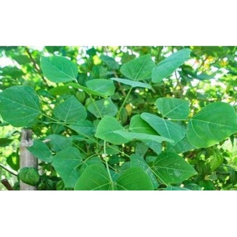 Lá vông nem mất ngủ 1 kg